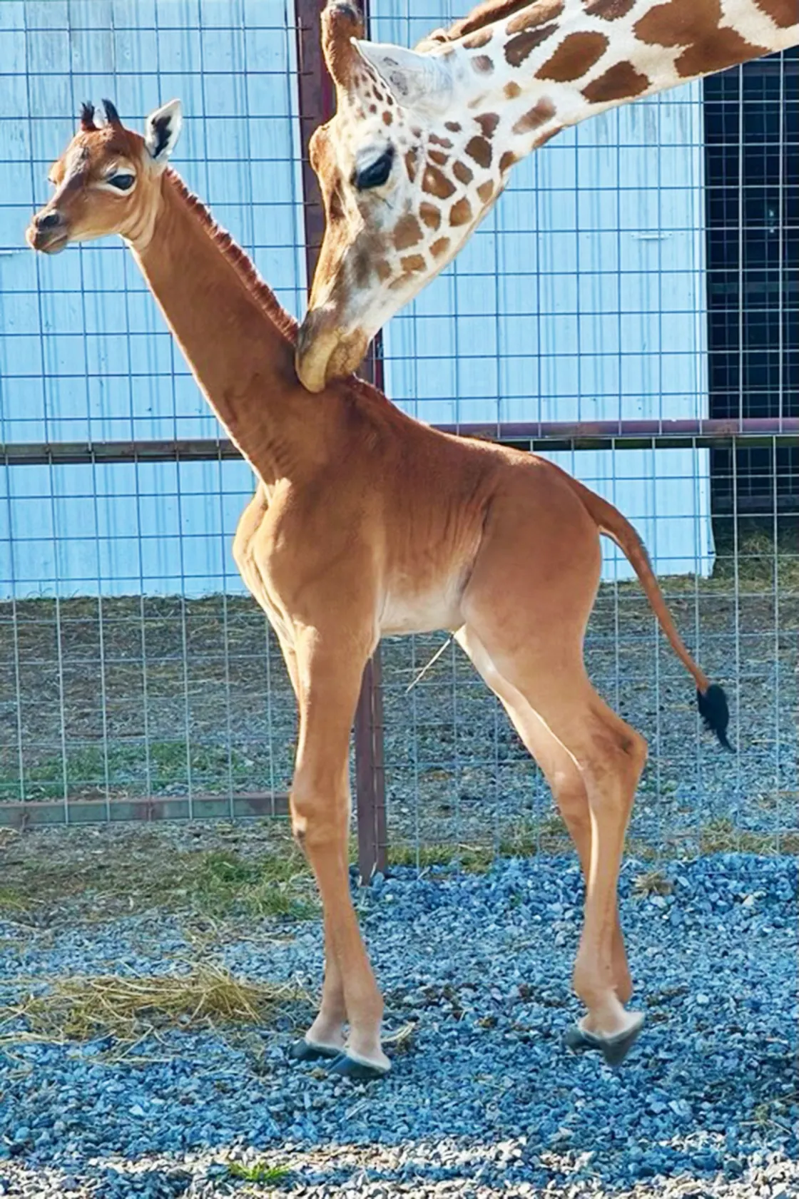 Rare solid-colored giraffe born at Brights Zoo sparks global conservation concern 